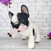 Французский бульдог. Baby Bulldog Frances, арт. 724576, 36 см - 4